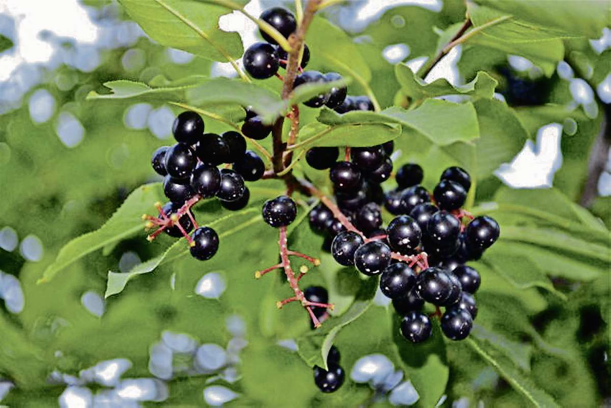The Chokecherry